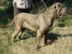 Cassiopée des Jas du Galoubet